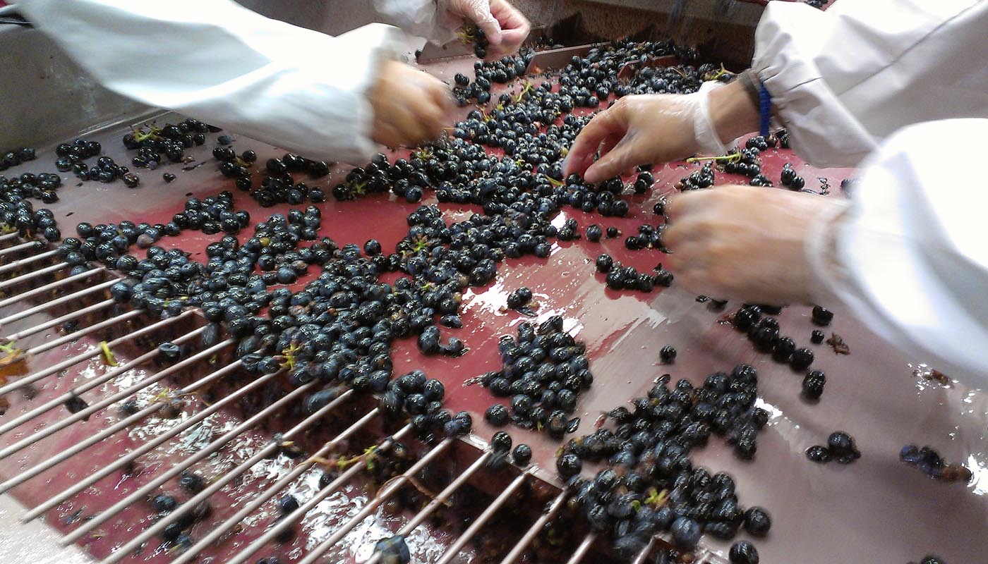 Baigorri-sorting-grapes