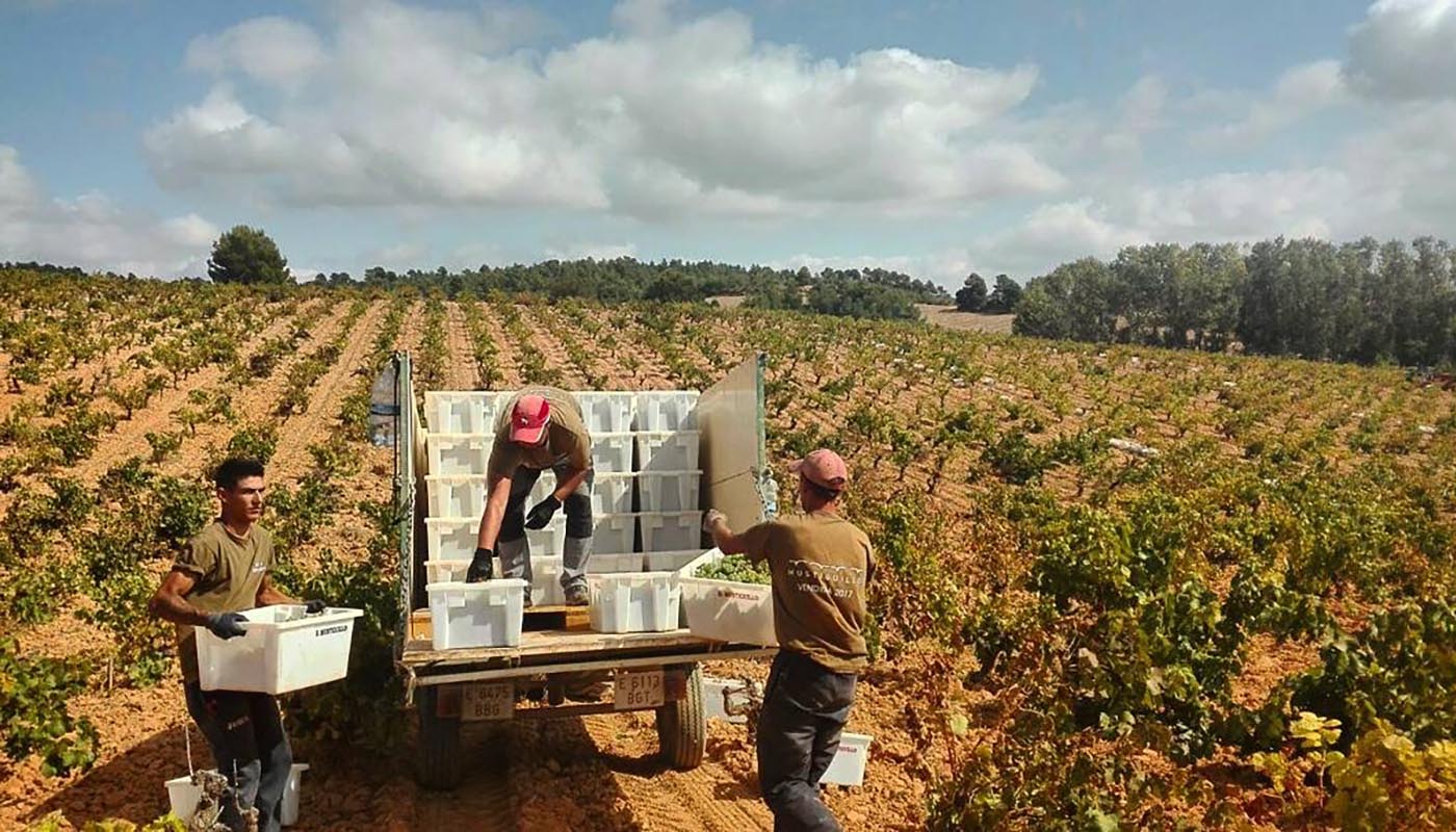 winery-harvesting-mustiguillo